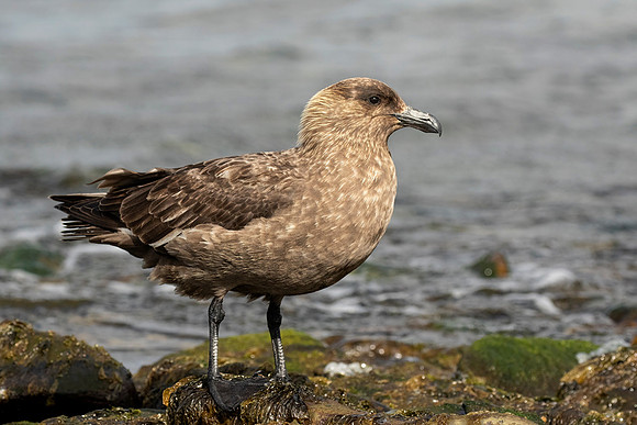 Falkland Skua