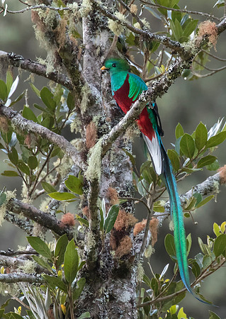 Resplendent Quetzal