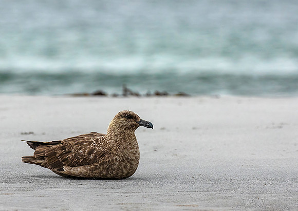 Falkland Skua