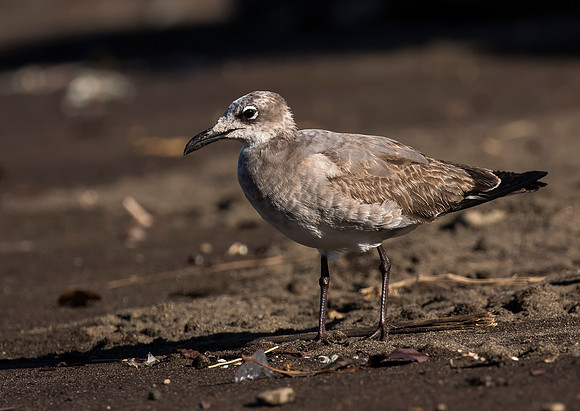 Laughing Gull