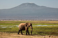 African Elephant beneath Kilamanjaro