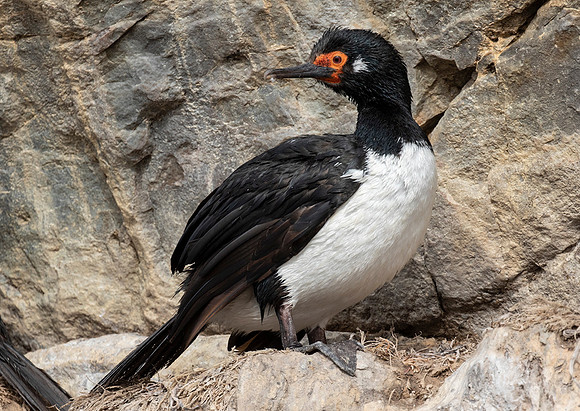 Rock Shag