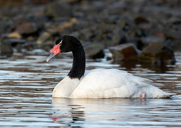 Black-Necked Swan