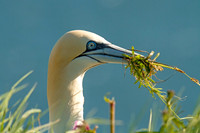 Gannet with grass