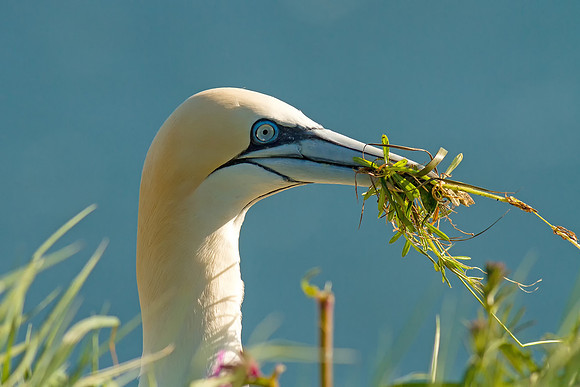 Gannet with grass