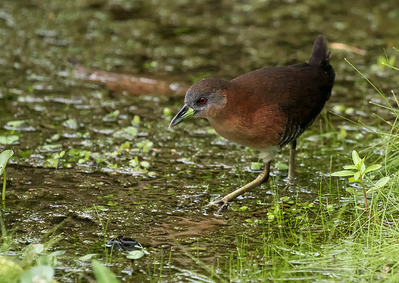 White Throated Crake