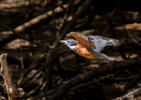 Ringed Kingfisher