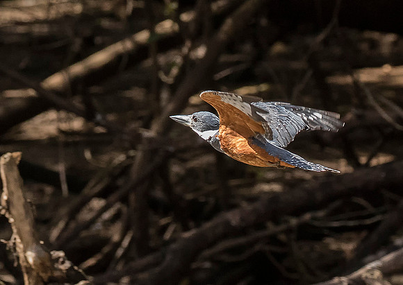 Ringed Kingfisher