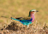 Lilac Breasted Roller