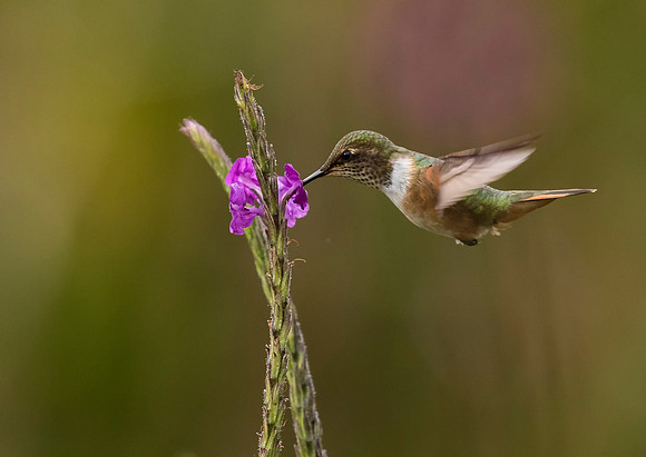 Volcano Hummingbird