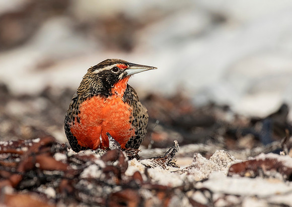 Long Tailed Meadowlark