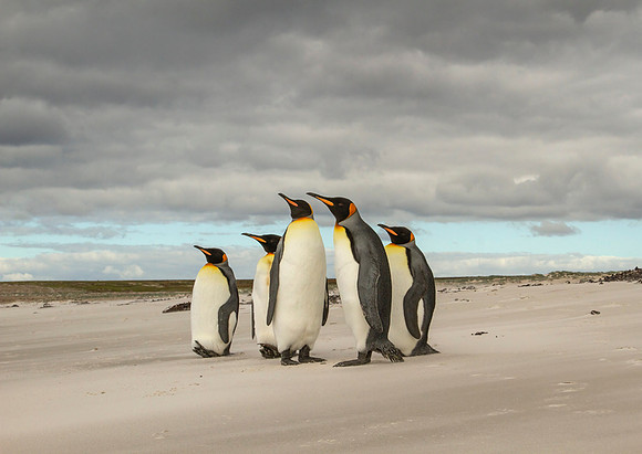 King Penguins