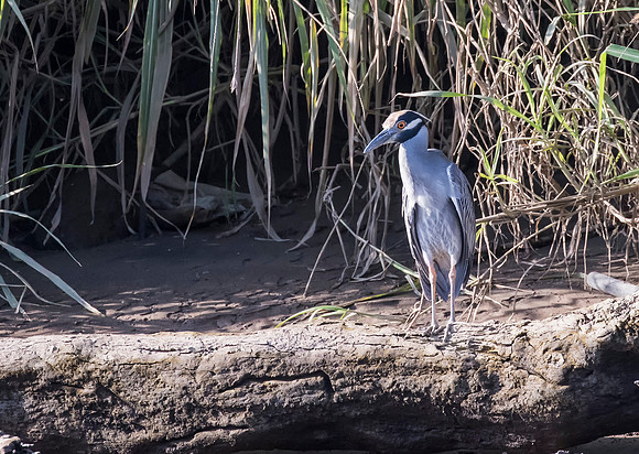 Yellow-Crowned Night Heron