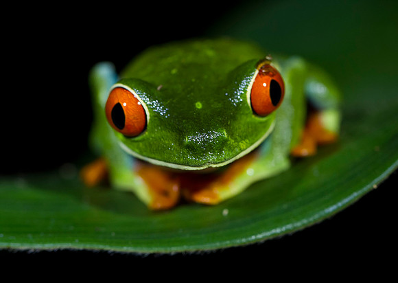 Red Eyed Tree Frog