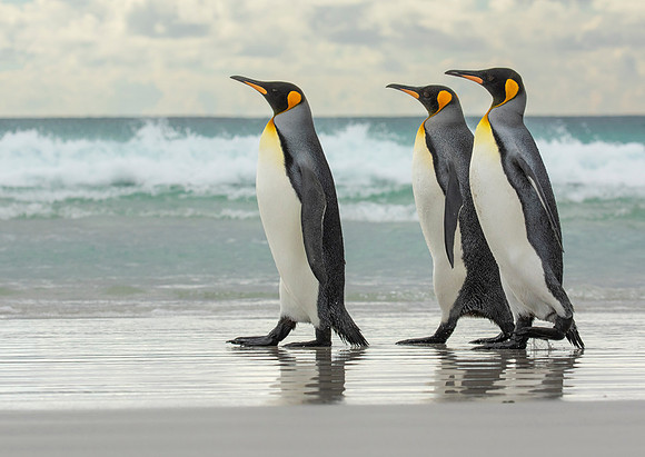 King Penguins