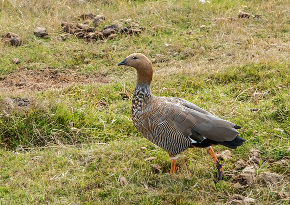 Ruddy Headed Goose