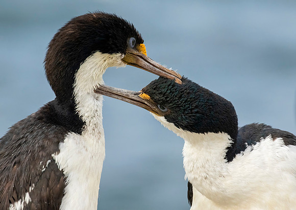 Imperial Shag