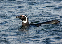 Magellanic Penguin