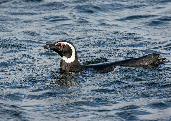 Magellanic Penguin