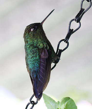 Fiery Throated Hummingbird