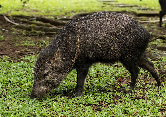 Collared Peccary