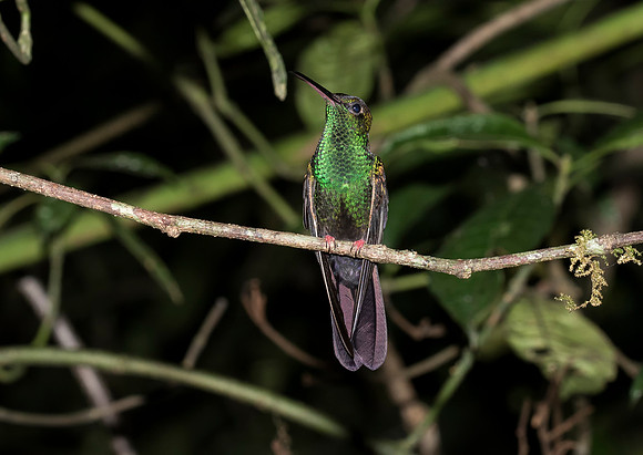Bronze Tailed Plumeleteer