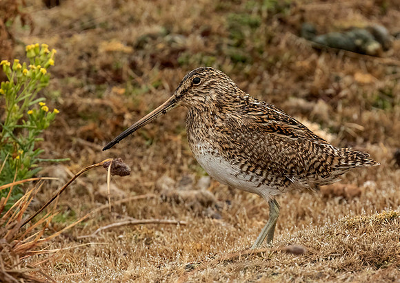 Magellanic Snipe