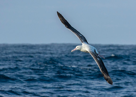 Southern Royal Albatross