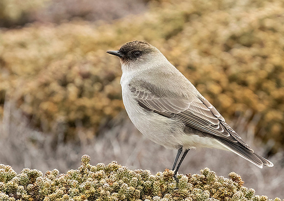 Dark-Faced Ground-Tyrant