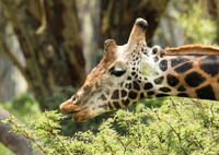 Rothschild Giraffe