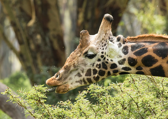 Rothschild Giraffe