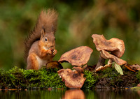 Red Squirrel and Mushrooms