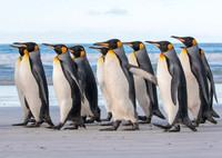 King Penguins