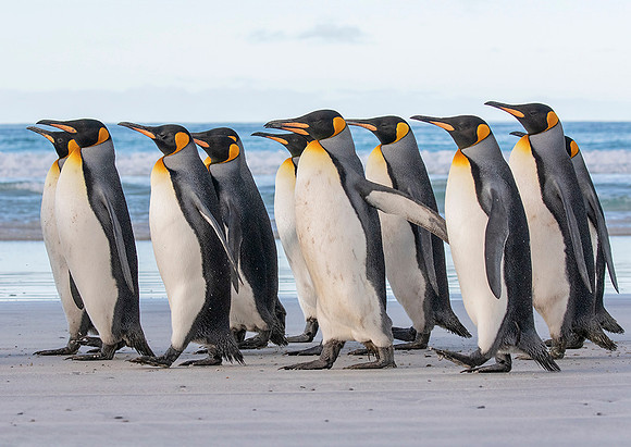 King Penguins
