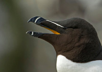 Razorbill