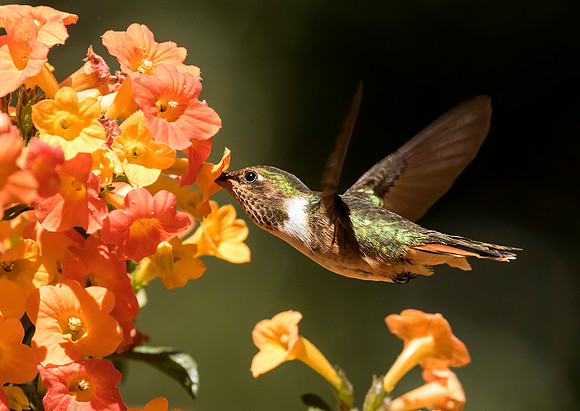 Scintillant Hummingbird