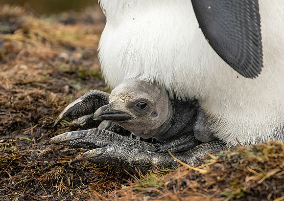King Penguin with Chick