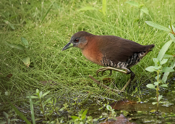 White Throated Crake