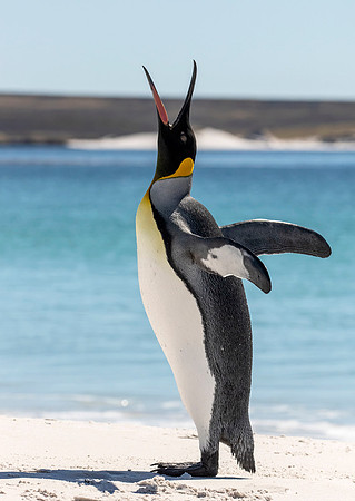 King Penguin