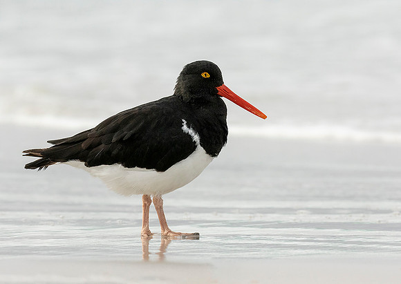 Magellanic Oystercatcher