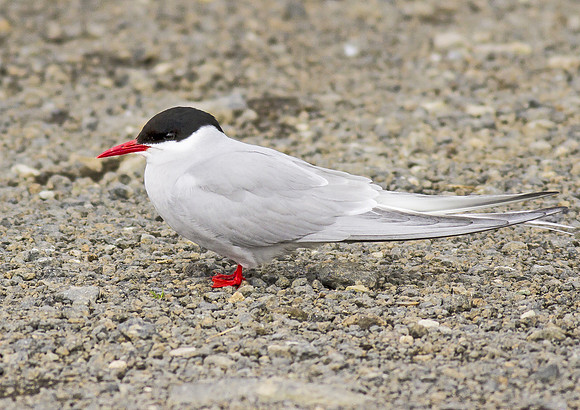 Arctic Tern