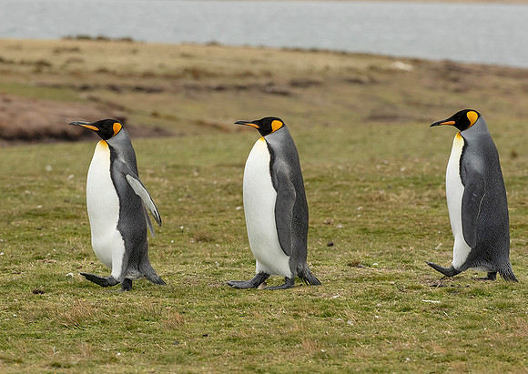 King Penguins