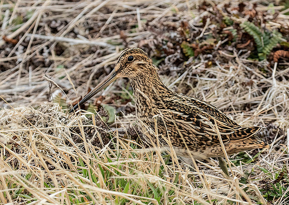 Magellanic Snipe