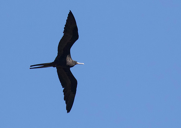 Magnificent Frigatebird