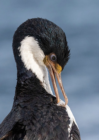 Imperial Shag
