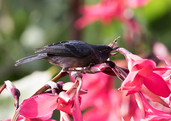 Slaty Flowerpiercer