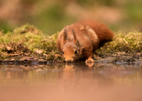 Red Squirrel Drinking