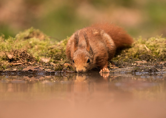 Red Squirrel Drinking