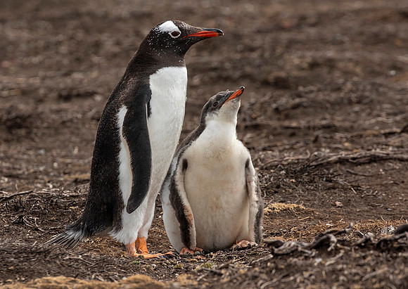 Gentoo Penguin and Chick