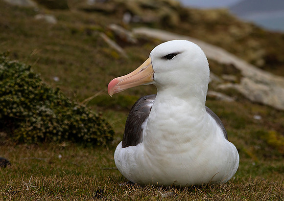 Black-Browed Albatross